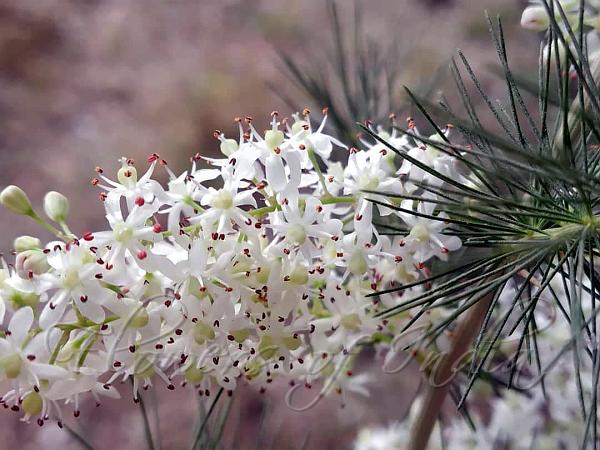 West-Himalayan Asparagus